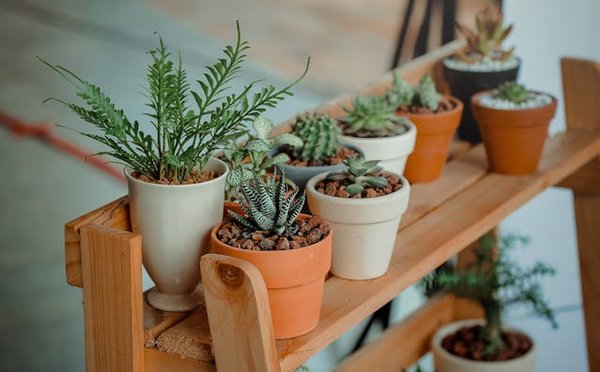 astuces pour préparer ses plantes pour un déménagement sans stress